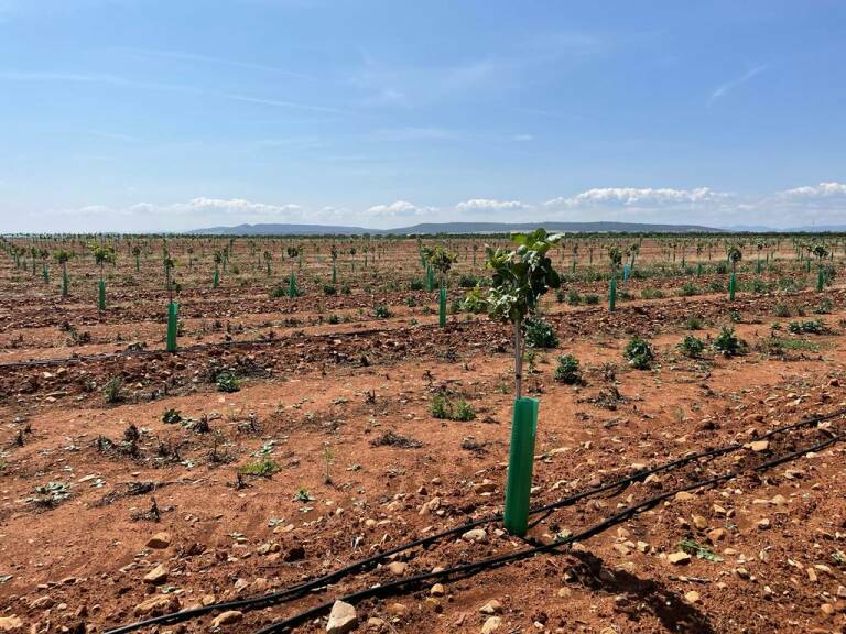Plantación de pistachos de Atitlan