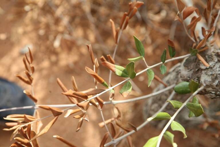 Xylella fastidiosa en Baleares. Foto: EUROPA PRESS