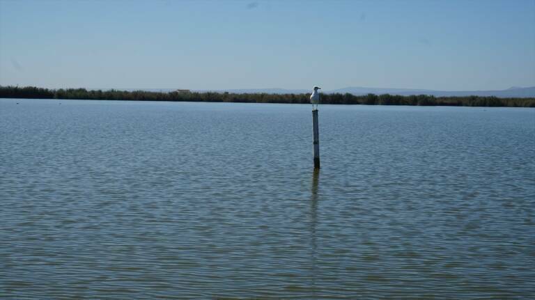 Imagen de archivo de l'Albufera. Foto: UPV
